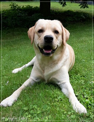 Joyful Lab's Crazy Boy