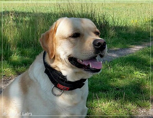 Joyful Lab's Crazy Boy