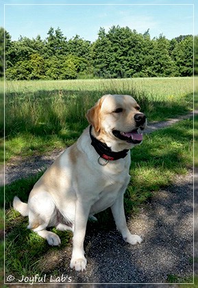 Joyful Lab's Crazy Boy