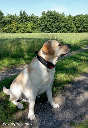 Joyful Lab's Crazy Boy