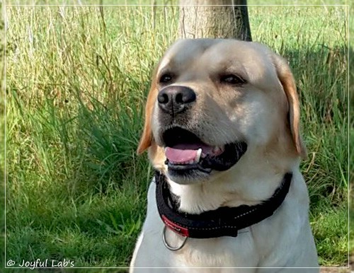 Joyful Lab's Crazy Boy