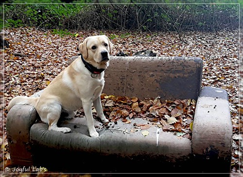 Joyful Lab's Crazy Boy