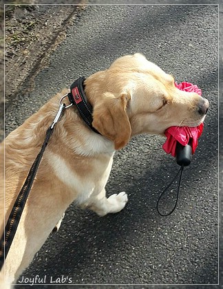 Joyful Lab's Crazy Boy