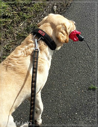 Joyful Lab's Crazy Boy