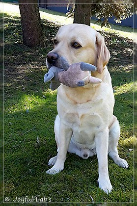 Joyful Lab's Crazy Boy