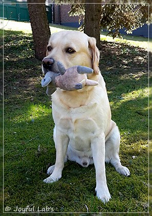 Joyful Lab's Crazy Boy