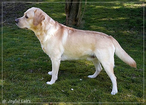 Joyful Lab's Crazy Boy