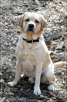 Joyful Lab's Crazy Boy