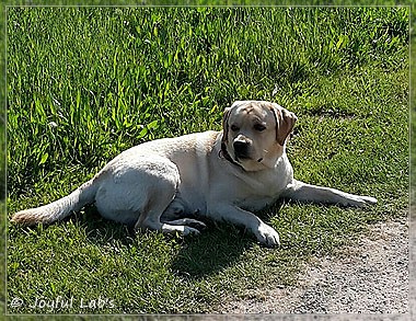 Joyful Lab's Crazy Boy