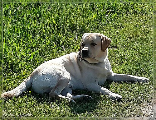 Joyful Lab's Crazy Boy