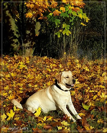 Joyful Lab's Crazy Boy