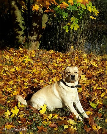 Joyful Lab's Crazy Boy