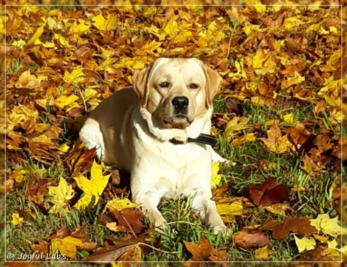 Joyful Lab's Crazy Boy