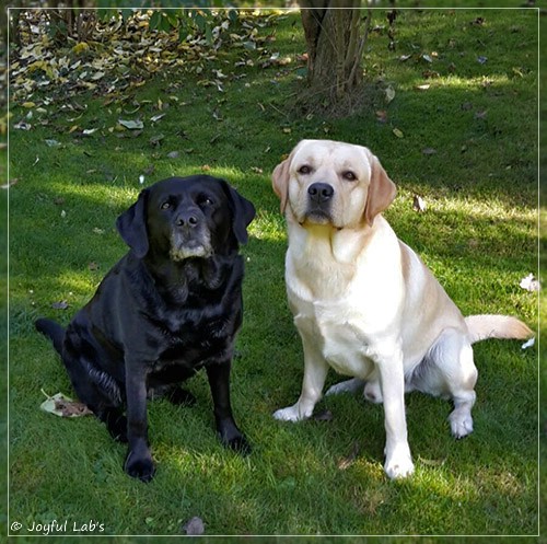 Joyful Lab's Crazy Boy