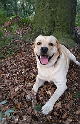 Joyful Lab's Crazy Boy