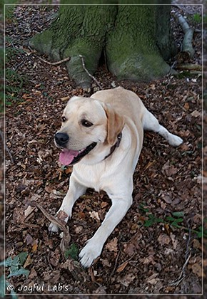 Joyful Lab's Crazy Boy