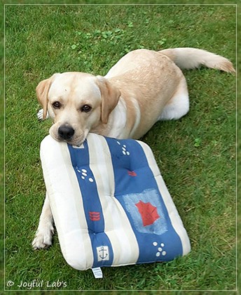 Joyful Lab's Crazy Boy