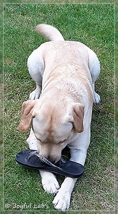 Joyful Lab's Crazy Boy