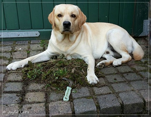 Joyful Lab's Crazy Boy