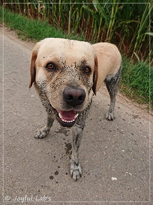 Joyful Lab's Crazy Boy