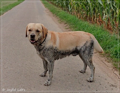 Joyful Lab's Crazy Boy