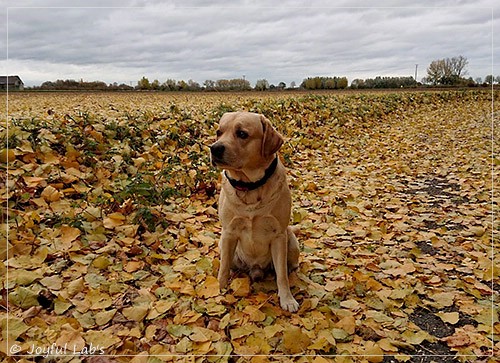 Joyful Lab's Crazy Boy