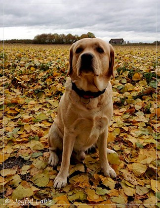 Joyful Lab's Crazy Boy