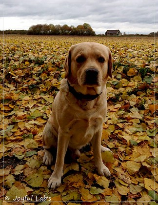 Joyful Lab's Crazy Boy