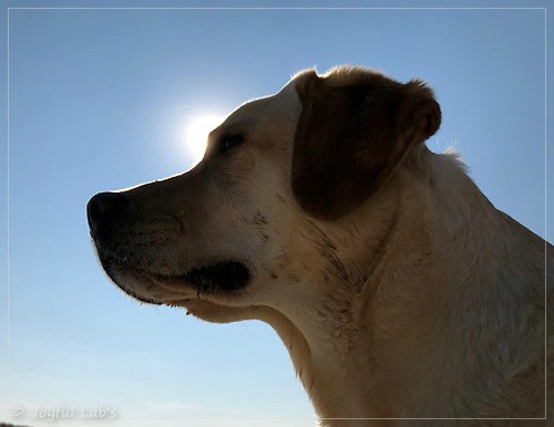 Joyful Lab's Cheeky Girl