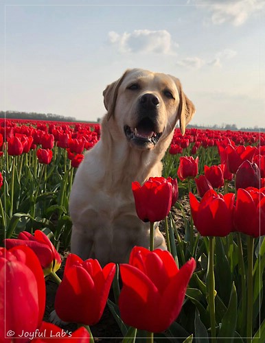 Joyful Lab's Cheeky Girl