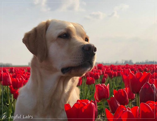 Joyful Lab's Cheeky Girl