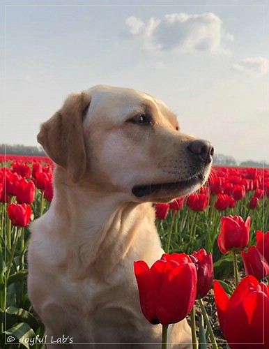 Joyful Lab's Cheeky Girl