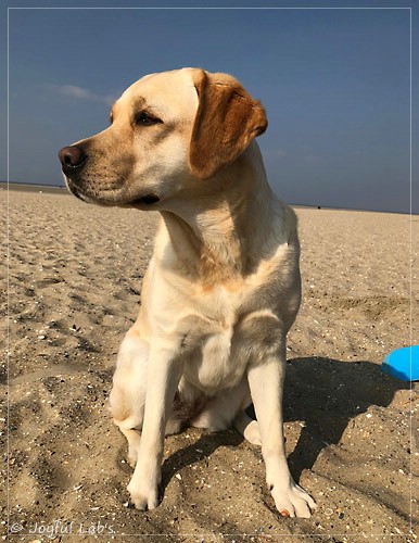 Joyful Lab's Cheeky Girl