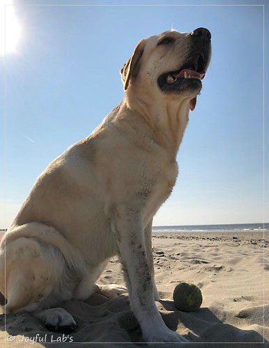 Joyful Lab's Cheeky Girl