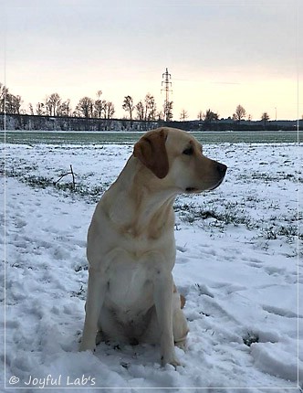 Joyful Lab's Cheeky Girl