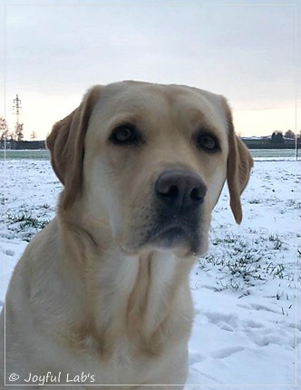 Joyful Lab's Cheeky Girl