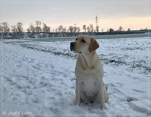 Joyful Lab's Cheeky Girl