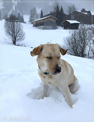 Joyful Lab's Cheeky Girl