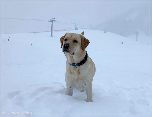 Joyful Lab's Cheeky Girl