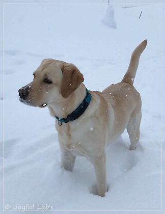 Joyful Lab's Cheeky Girl