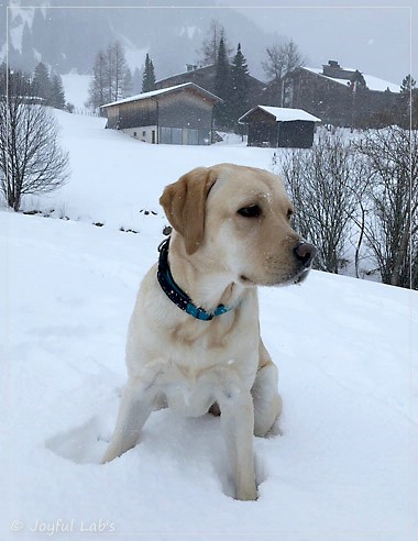 Joyful Lab's Cheeky Girl