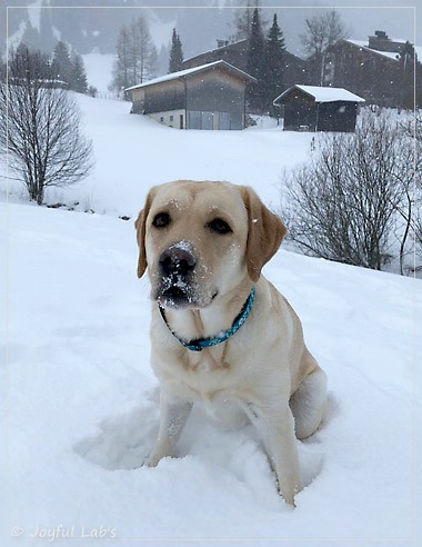 Joyful Lab's Cheeky Girl Joyful Lab's Cheeky Girl