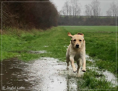 Joyful Lab's Cheeky Girl