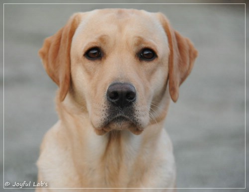 Joyful Lab's Cheeky Girl