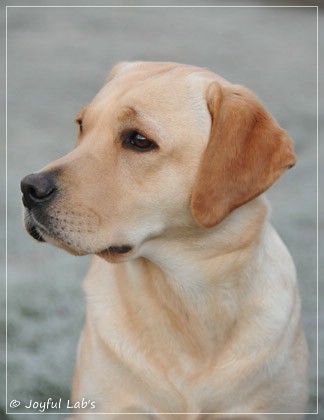 Joyful Lab's Cheeky Girl