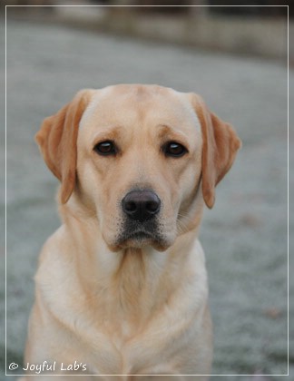 Joyful Lab's Cheeky Girl