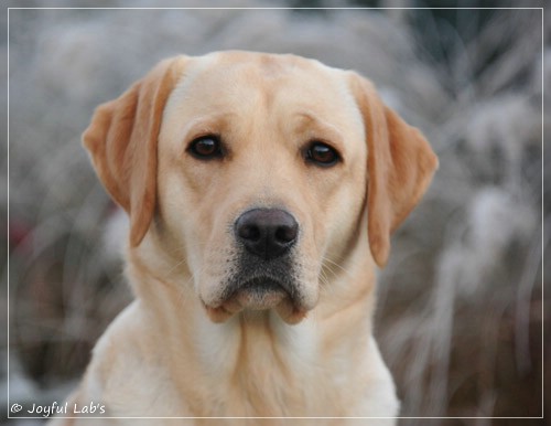 Joyful Lab's Cheeky Girl