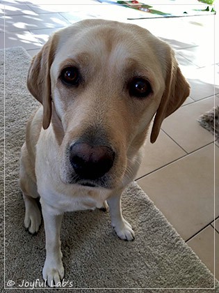 Joyful Lab's Cheeky Girl