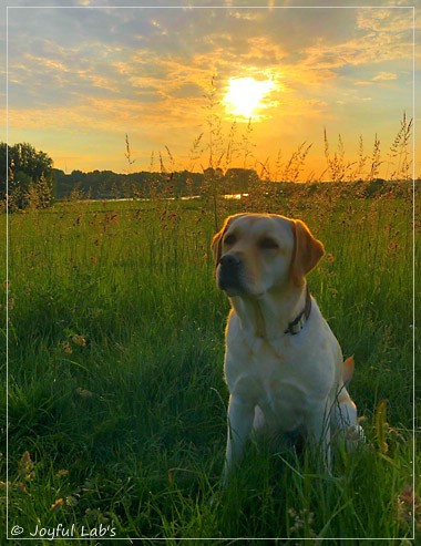 Joyful Lab's Cheeky Girl