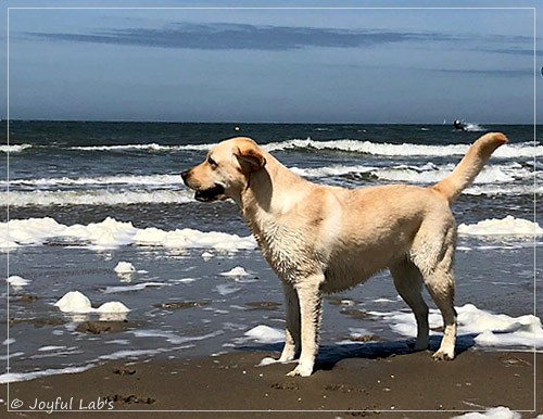 Joyful Lab's Cheeky Girl